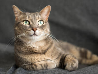 Grey cat posing and looking confident