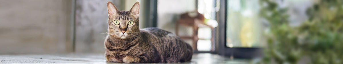 Joe's Cat®