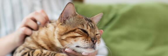 Natural animal hygiene