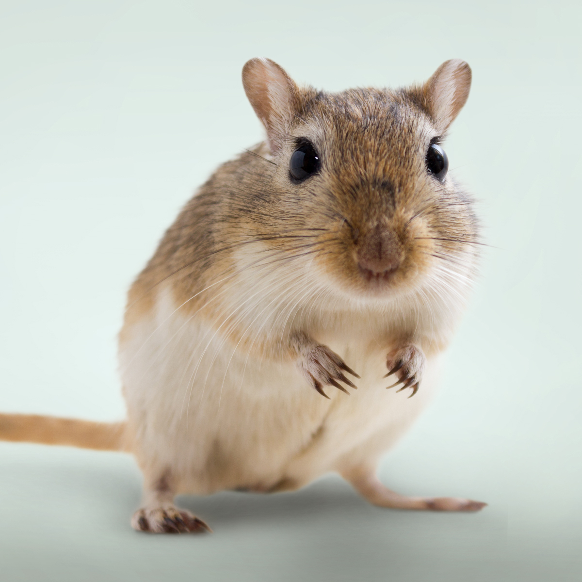 Husbandry Recommendations for Pets and Farm Animals