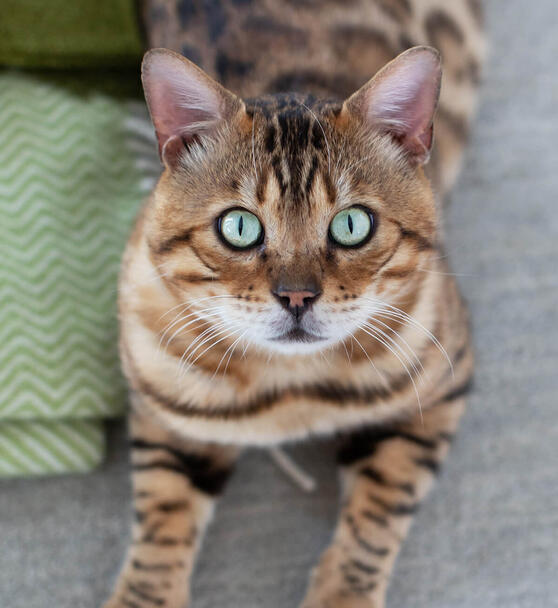 The Bengal cat