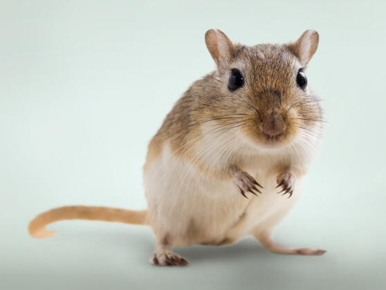 CHIPSI Product Configurator - the optimal housing and product recommendations for pets